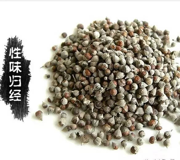 牡荆子的功效与作用