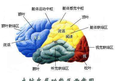 人类大脑的生理构造及功能分区