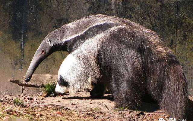 大食蚁兽果然不一般，竟然长有“大熊猫”外貌
