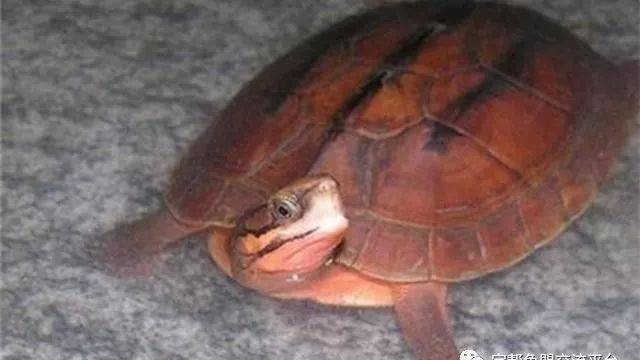 新手如何养好一只金钱龟，懂这些就够了