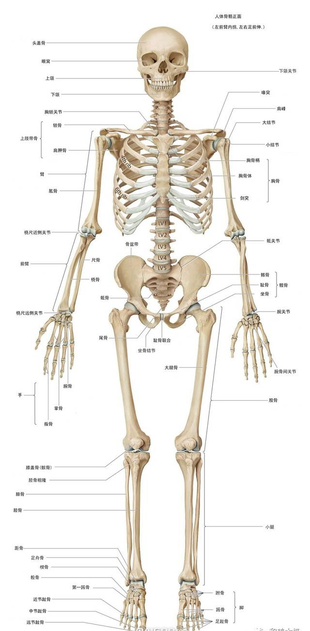 人体骨骼图 人体骨骼结构图 人体骨骼解剖图