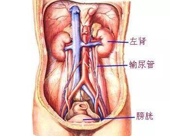 泌尿系统解剖(图文)