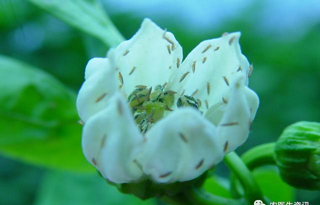 南昌论小虫第十一讲：中国农业科学院植保所 高玉林研究员 西花蓟马在我国的发生、危害及绿色防控