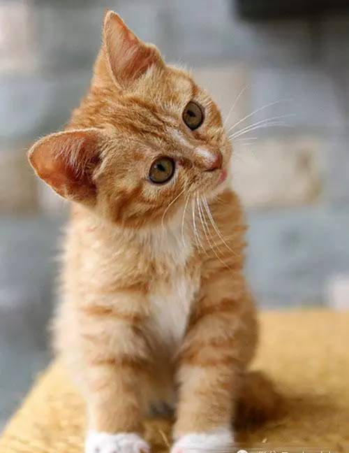 梁实秋《猫的故事》原文阅读