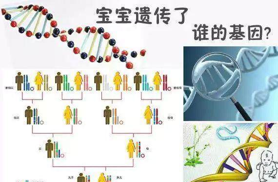 外甥像舅别惊讶，孩子长相到底由什么决定