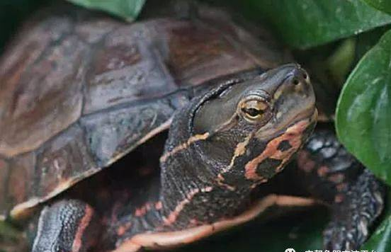 世界上最珍贵的四种名龟：鹰嘴龟濒临灭绝，还有乌龟叫“平胸”的
