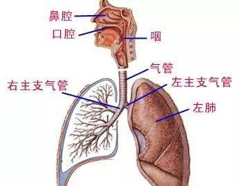 呼吸道系统解剖(图文)