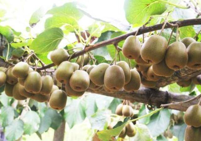 猕猴桃种植的4大条件及风险！种植主产区分布