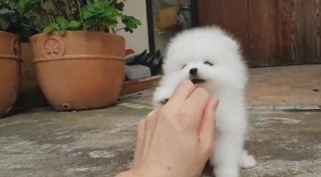 袖珍狗仅有巴掌大，让人爱不释手，卖五千元一只