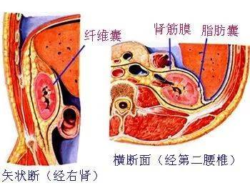 泌尿系统解剖(图文)