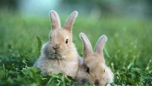 【宠物小百科】如何饲养小兔子