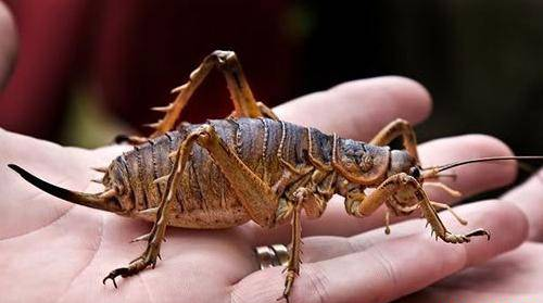 世界上最恐怖的十种虫子 你最害怕哪种？
