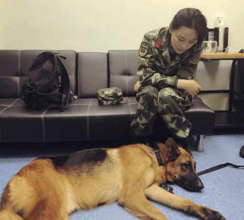 神兵奇犬: 张馨予难舍爱犬, 全身上下都是磕了碰了被狗咬的伤痕