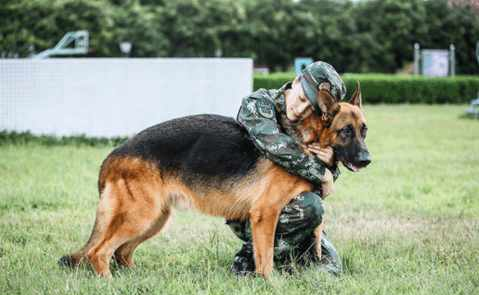 神兵奇犬: 张馨予难舍爱犬, 全身上下都是磕了碰了被狗咬的伤痕