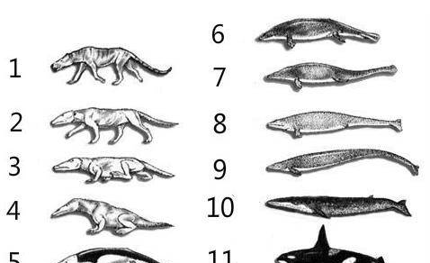 说出来，你敢信？鲸鱼的祖先竟然是一条狗！鲸鱼：这一定是假的！