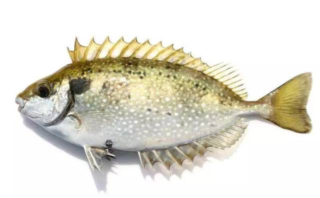 每天认识一种鱼（148）丨褐篮子鱼：泥鯭充石班？这是真的！