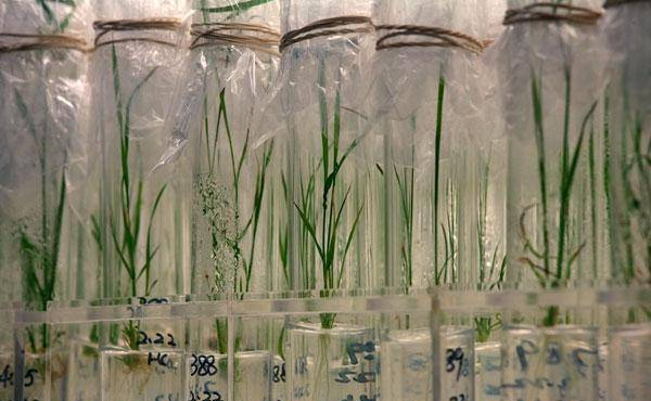 转基因水稻，真的有那么可怕吗？