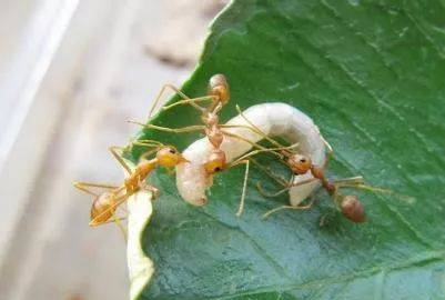 【蚁视界】浅谈如何饲养蚂蚁（一）
