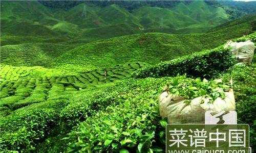 白毫银针茶有什么功效？