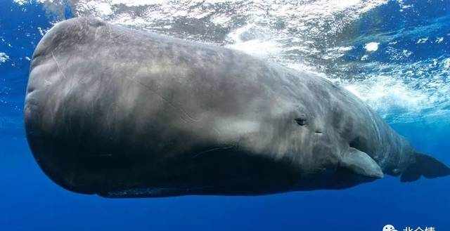 世界上最大的齿鲸,抹香鲸