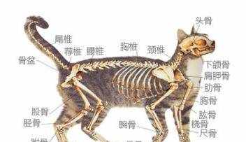 科普|“别拽猫尾巴，猫会拉稀拉死！！！”是真的吗？