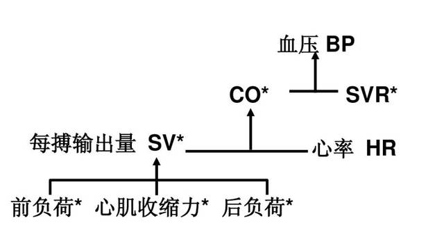血流动力学的监测和临床应用