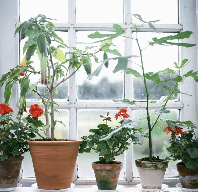 什么植物吸附甲醛效果最好？