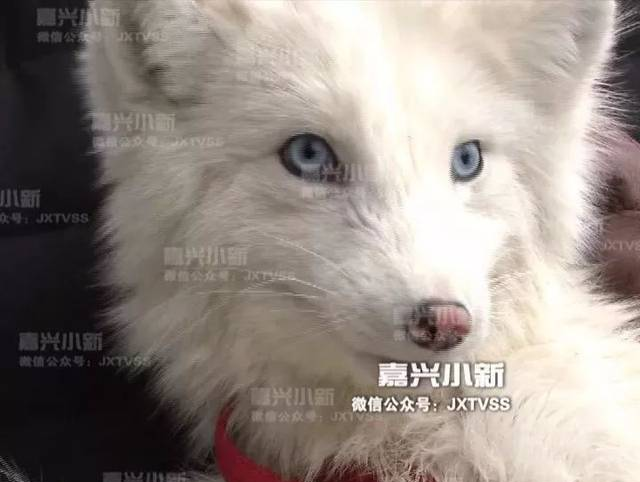 浙江男子养了只白狐狸当宠物，万万没想到半年后惨了