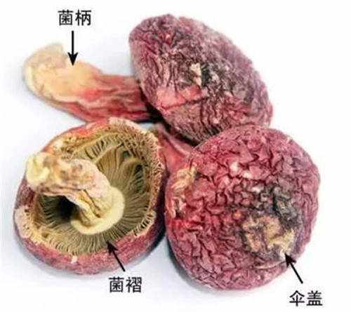 红菇的功效与作用_红菇的做法介绍