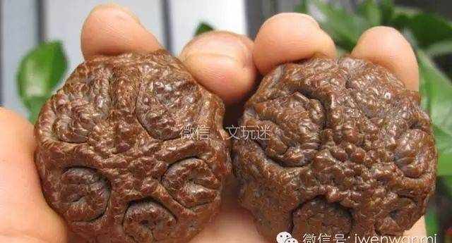 鬼脸菩提是神马菩提？原来这么有意思！