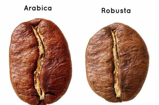 Evaluate | 你知道阿拉比卡和罗布斯塔有何区别吗？