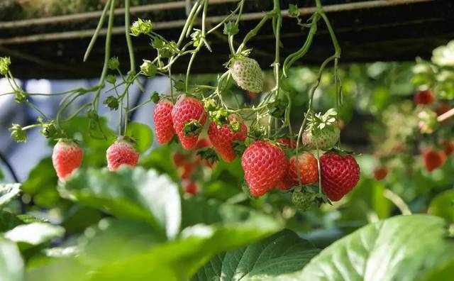 带孩子去采摘草莓，这个7个问题你一定要清楚！
