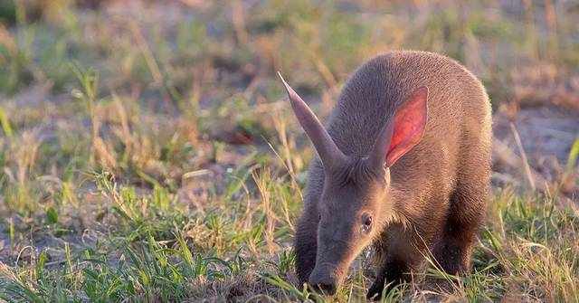 土豚 Aardvark：“槽点”满满的小怪物
