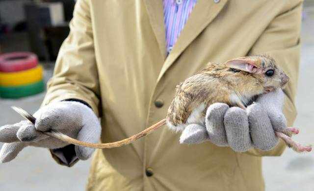 朔州果农发现只奇怪的“长耳跳鼠”，居然还是世界濒危灭绝动物