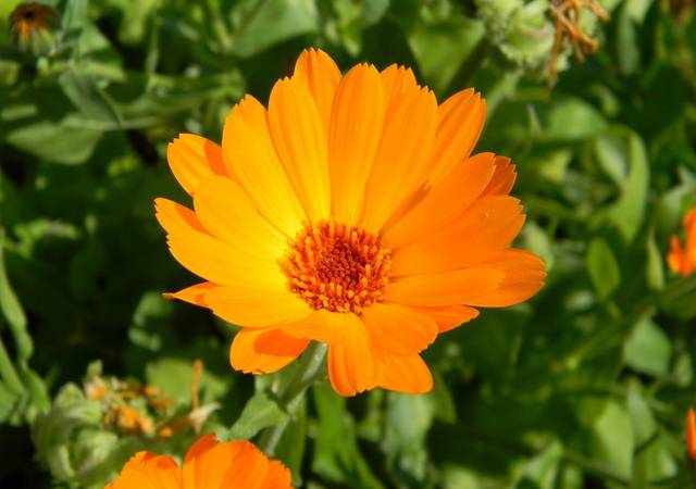 植物花卉：橙色金盏花图片(14张)
