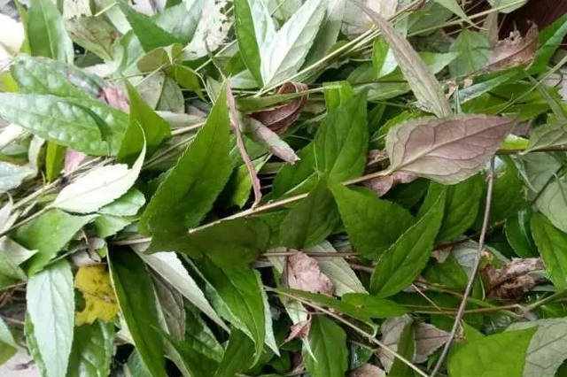 腹水草的功效与作用