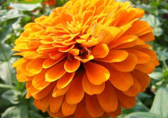 植物花卉：橙色金盏花图片(14张)