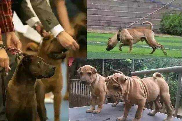 肉嘴沙皮的深入人心，原始骨嘴沙皮该何去何从？能否逆转乾坤？