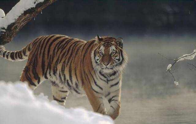 最大的猫科动物,巨虎身长4米重1600斤