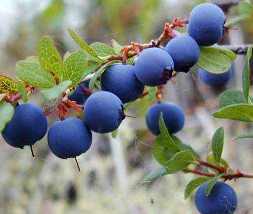 5种诡异的“蓝色”水果，草莓、西瓜、葡萄等，打赌你没见过图5！