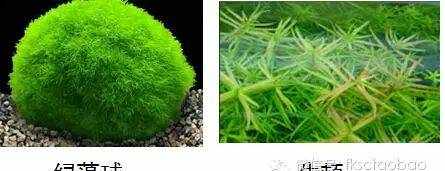 水草分类详解，草缸新手不能错过