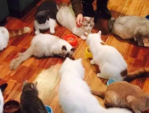 这些萌到心融化的宠物餐厅，你真的不来看看？