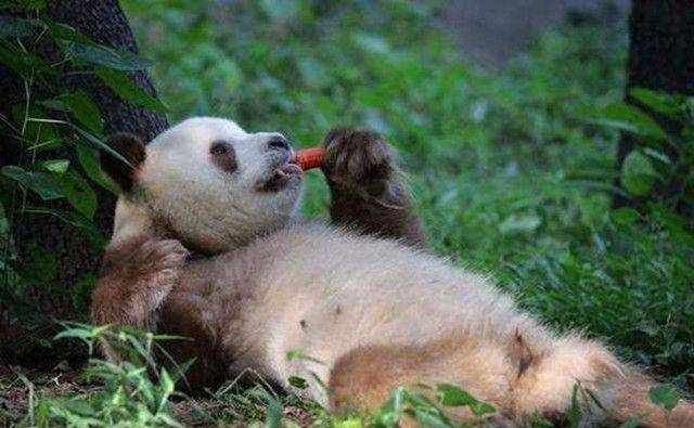 极其罕见的棕色大熊猫，全世界一共只有5只