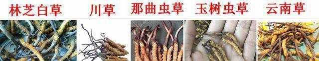 高端滋补品有哪些，分别有什么功效？（一）