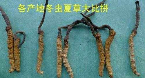 高端滋补品有哪些，分别有什么功效？（一）