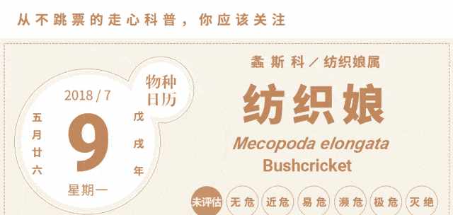 会唱歌的纺织娘，其实都是大长腿的男孩纸