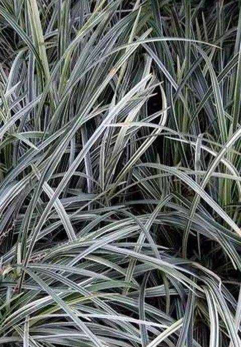 【收藏】常见的室外植物资料
