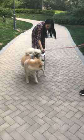 斗牛犬打架 斗牛犬与秋田犬掐架，气势十足战斗力惊人，战况激烈吓傻主人