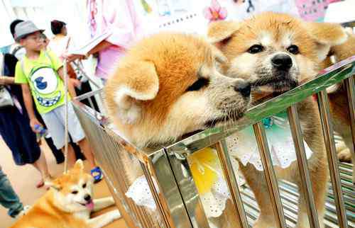 将宠 美媒析中国年轻人为何挚爱宠物狗：将溺爱转移到宠物身上