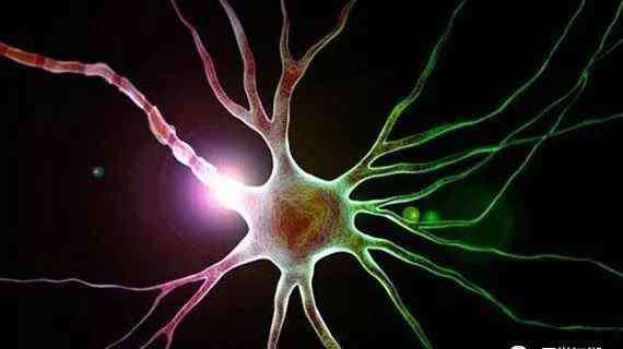 脑细胞会再生吗 人类的神经元细胞，到底可不可以再生呢？